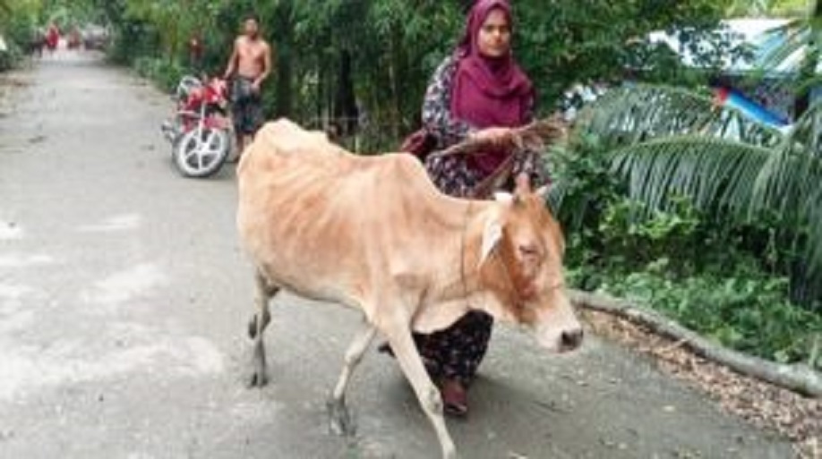কিস্তির টাকা দিতে না পারায় গরু ছিনিয়ে নিলেন এনজিওকর্মী