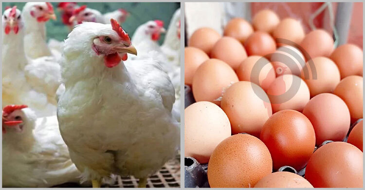ডিম-মুরগির দাম বেঁধে দিলো সরকার
