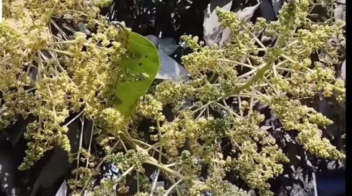 ঠাকুরগাঁওয়ে শীত শেষ না হতেই আম গাছে মুকুল উঁকি দিচ্ছে