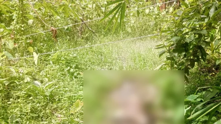 পিরোজপুরের নেছারাবাদে নিখোঁজের কয়েকদিন পর বাগান থেকে ব্যবসায়ীর উদ্ধার হওয়া নিয়ে রহস্য