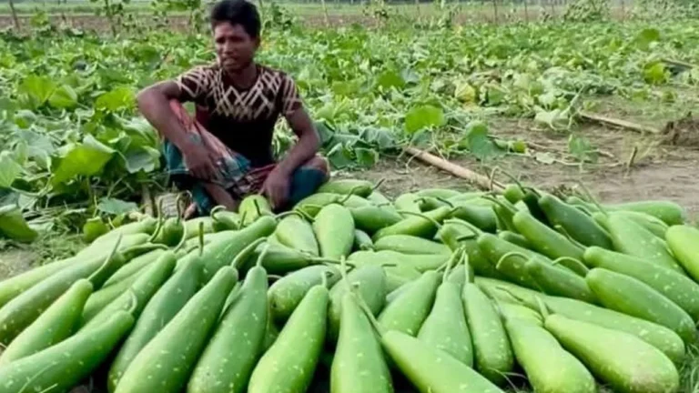 চুয়াডাঙ্গায় কৃষকের ১৫ কাঠা জমির লাউগাছ কেটে সাবাড় করল দুর্বৃত্তরা