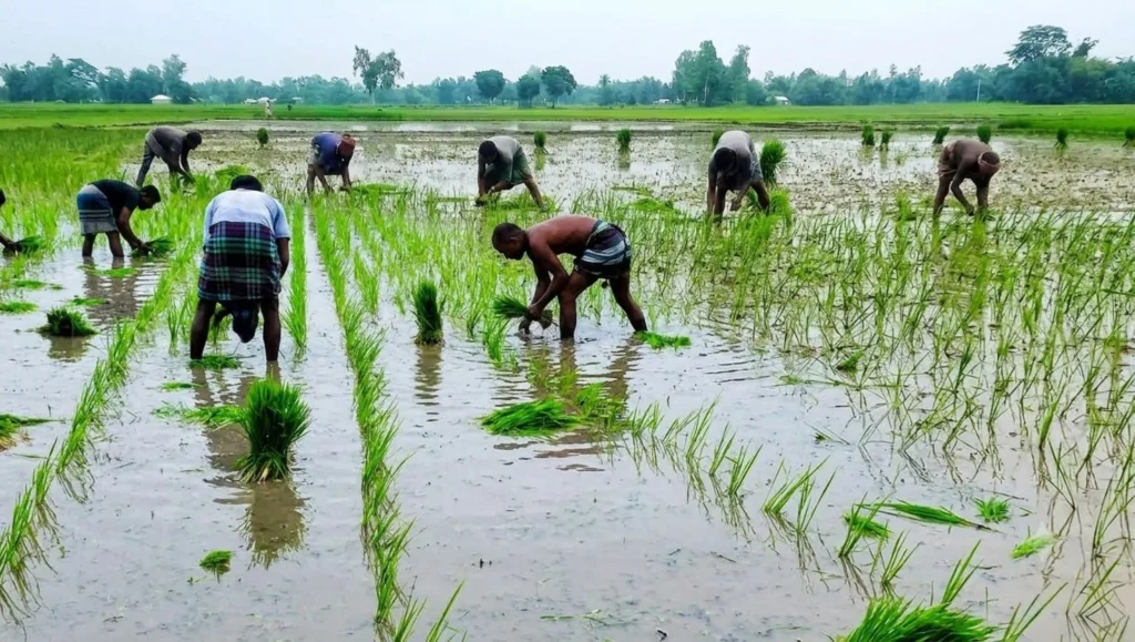 দিনাজপুরের খানসামায় আমন রোপণে ব্যস্ত কৃষক: লক্ষ্যমাত্রা ছাড়ানোর প্রত্যাশা