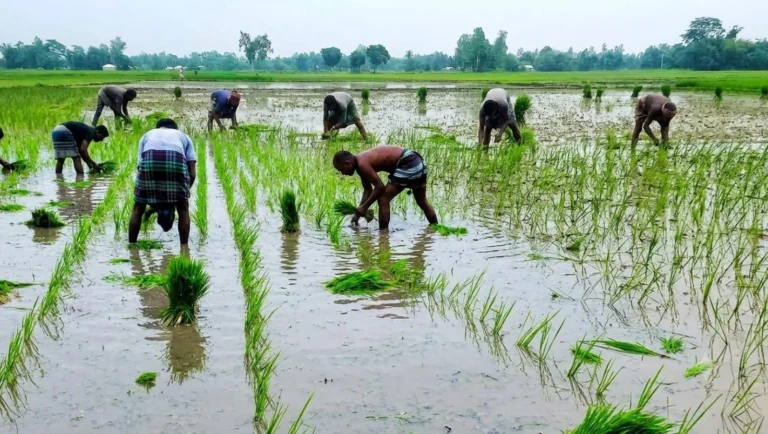 দিনাজপুরের খানসামায় আমন রোপণে ব্যস্ত কৃষক: লক্ষ্যমাত্রা ছাড়ানোর প্রত্যাশা