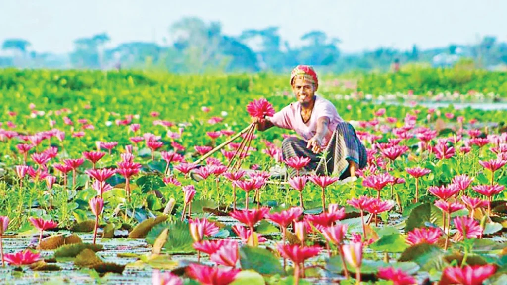 পর্যটনকেন্দ্র হিসেবে গড়ে উঠছে বরিশালের উজিরপুরের লাল শাপলার বিল