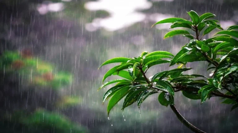 বঙ্গোপসাগরে লঘুচাপ: দেশের আবহাওয়ায় কেমন প্রভাব পড়বে?