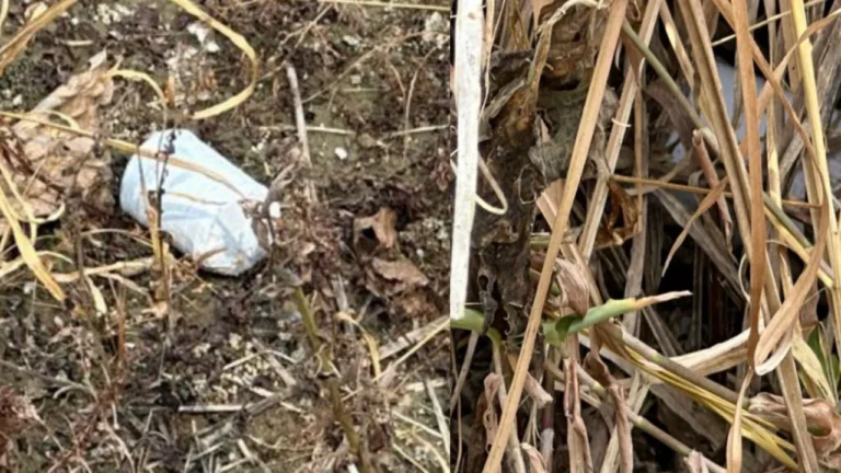 শরীয়তপুরে ককটেল বিস্ফোরণ: খেলনা ভেবে তুলে আহত কিশোর